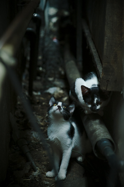 绝境反击!深圳队一波流带走掘金,戈贝尔关键时刻化身定海神针